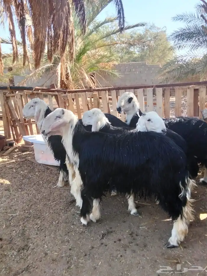 طليان نجديه فاخره ماشاءالله 1