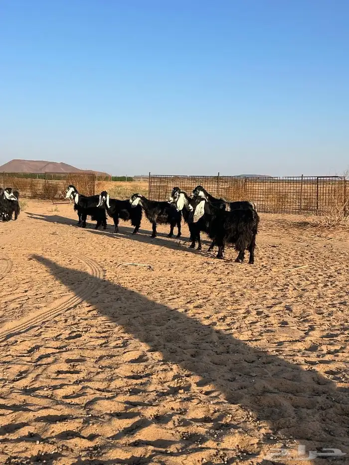 معزا للبيع العدد 17 راس 14 راس مضاريع كشف سينار وعدد 3 حيل 0