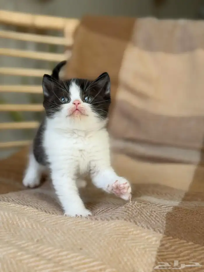 قطة برتش شورت بيور للبيع - لون باي كولور - يوجد دفع بالتقسيط 0