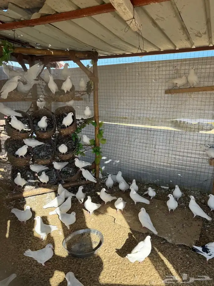 حمام فرنسي 0