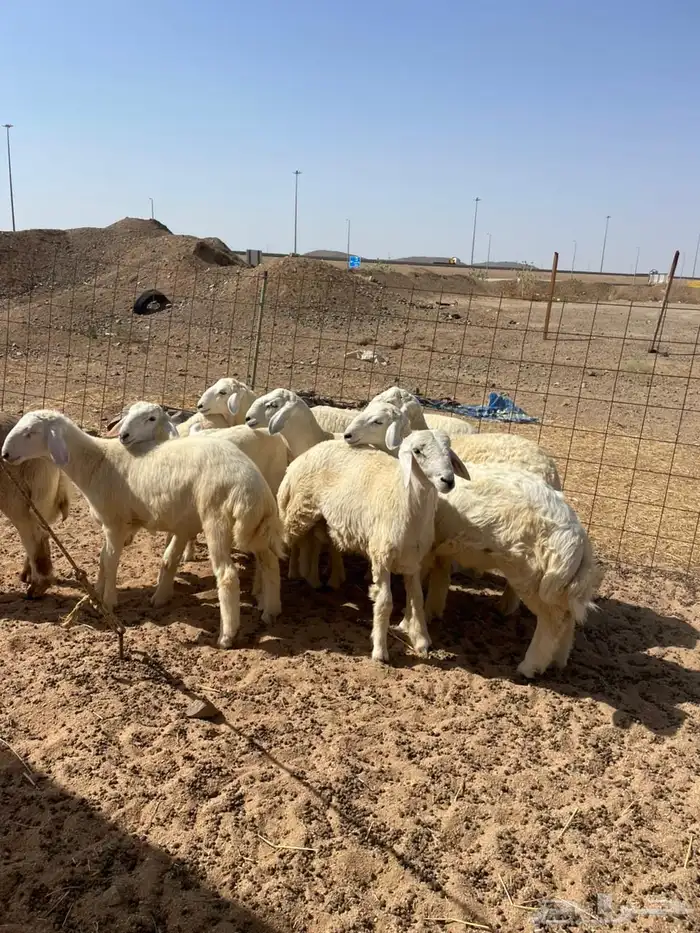 غنم حري   ذبايح توصيل في جده 3