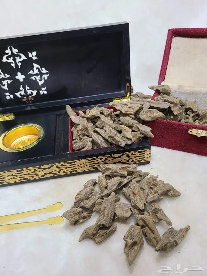 عود محسن درجة اولى 1