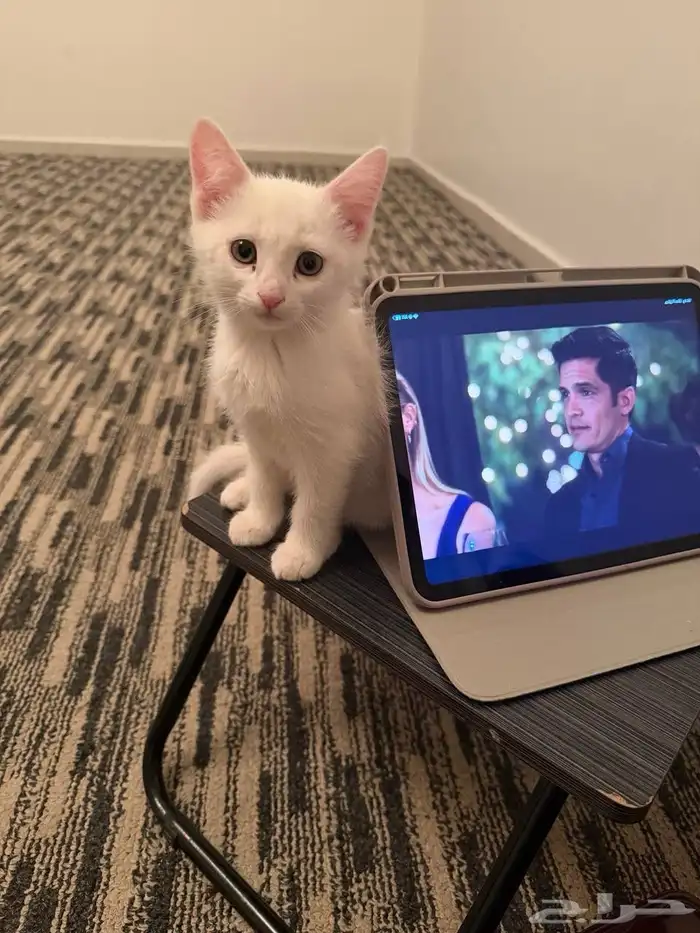 قطه شيرازيه 1