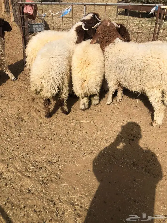 للبيع ذبايح نعيم بلدي فاخر وجبر ونضيف 5