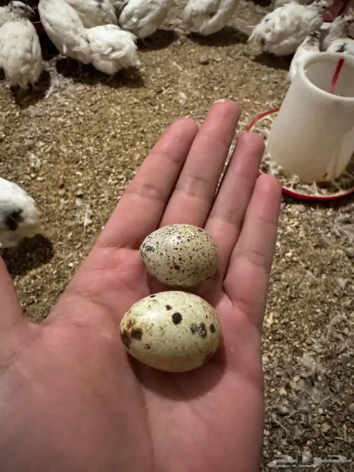 سمان تكساس العملاق 2