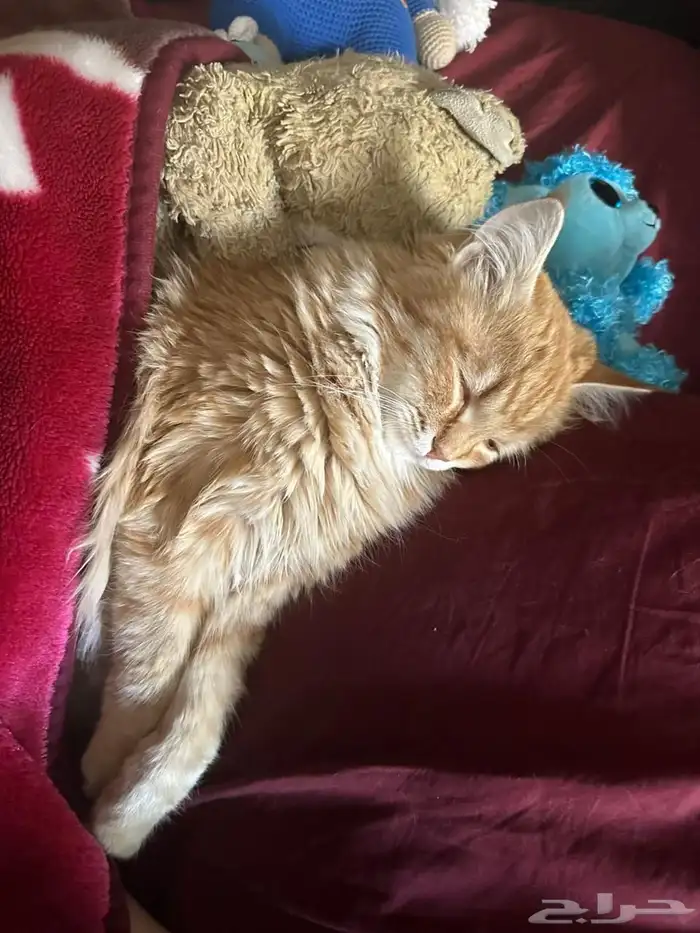 قطط للتبني مجانا 1