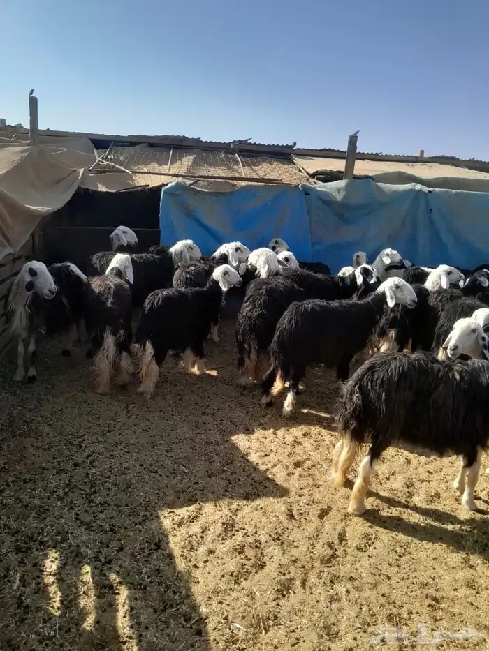 غنم نجديه للبيع 0