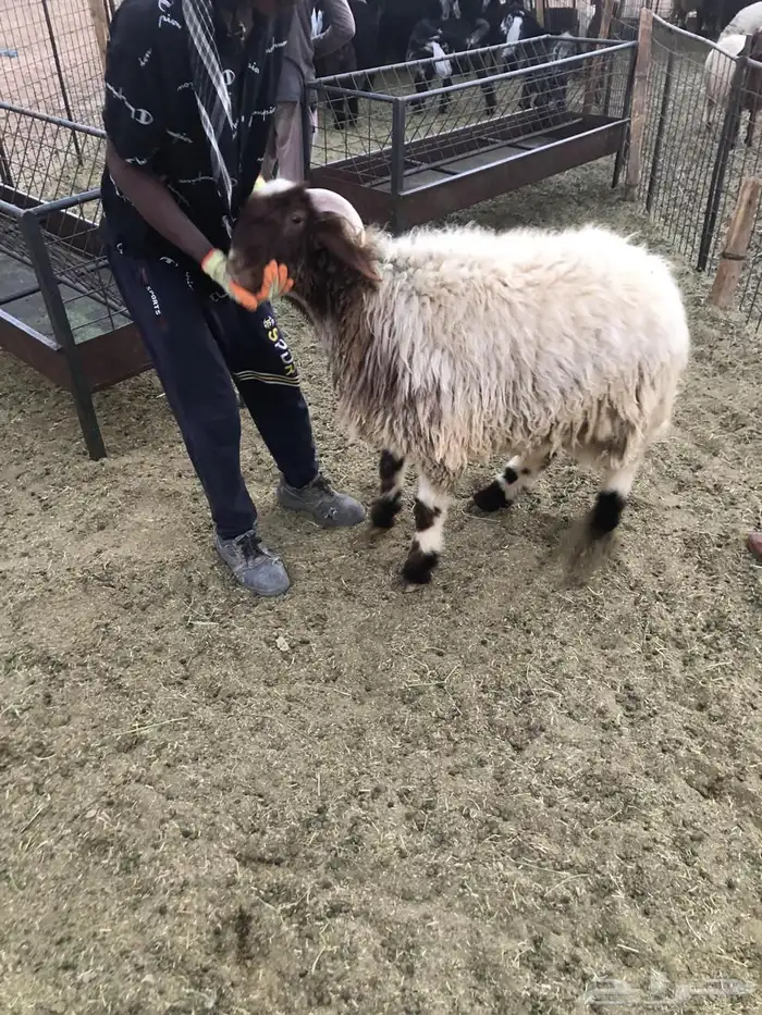للبيع ذبايح نعيم بلدي فاخر وجبر ونضيف 4