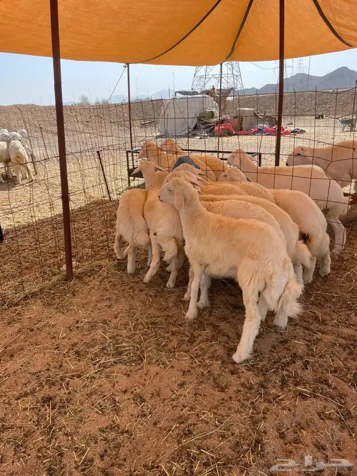 غنم حري   ذبايح توصيل في جده 1