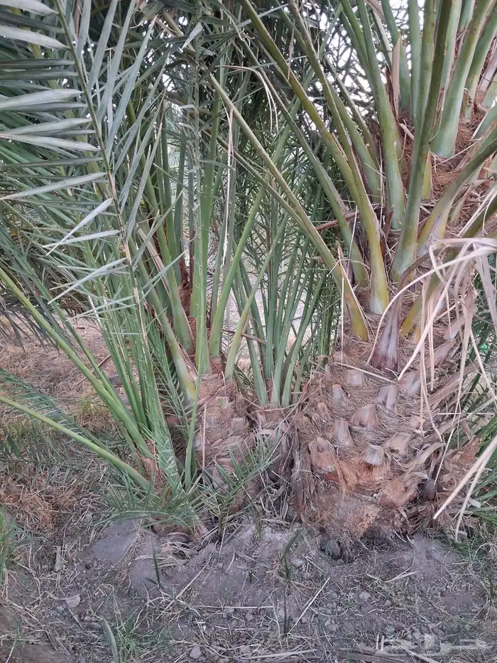 فصايل نخل للبيع 2