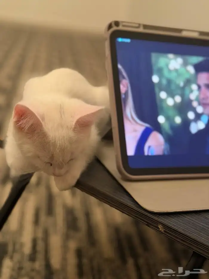 قطه شيرازيه 0