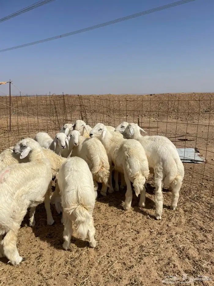 غنم حري   ذبايح توصيل في جده 4