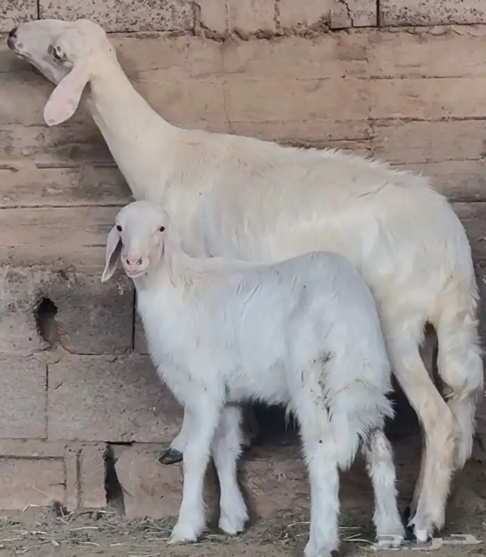 نعجة متبع صنف فاخر 7