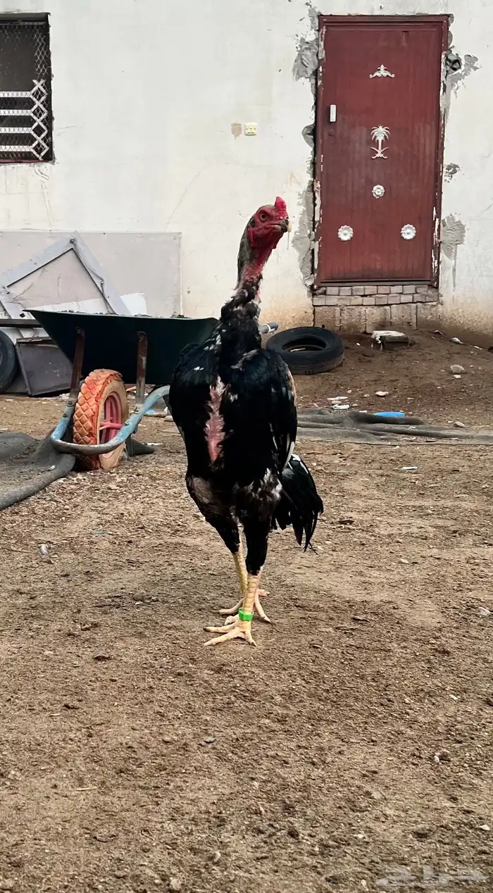 زوج شامو ياباني 3