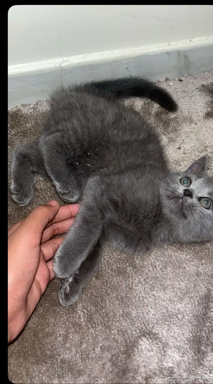 قطوة لتبني 1