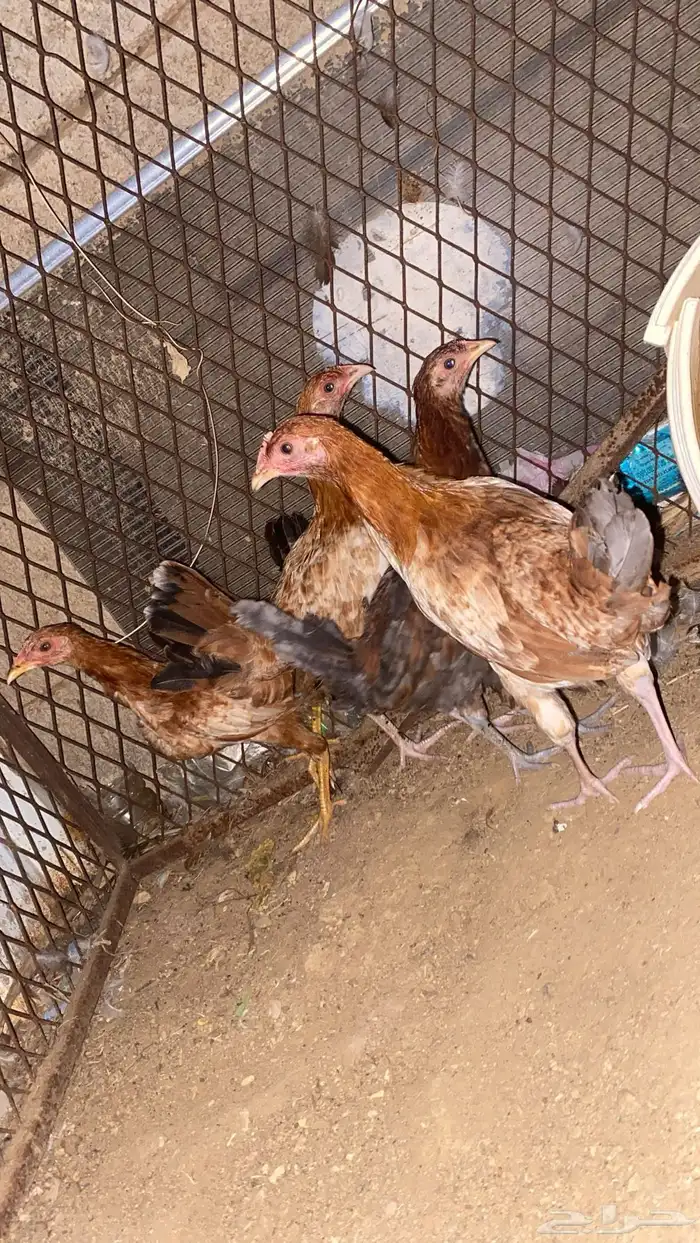 دجاج للبيع 0
