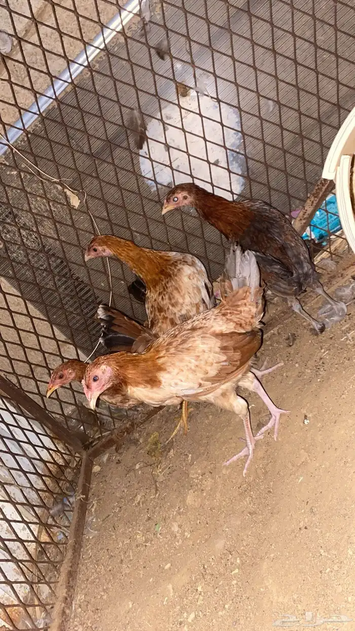 دجاج للبيع 1