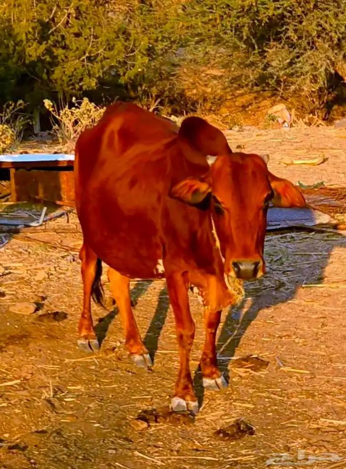 بقر للبيع 2