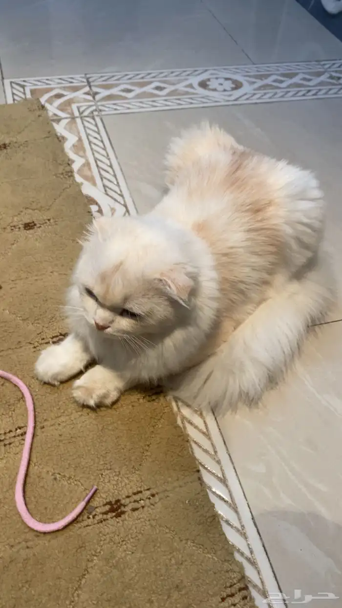 قطة للتبني 9