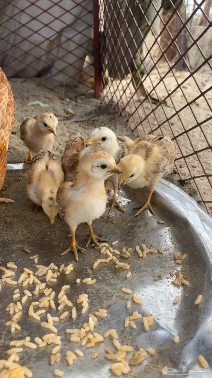 دجاجة بلدي 2