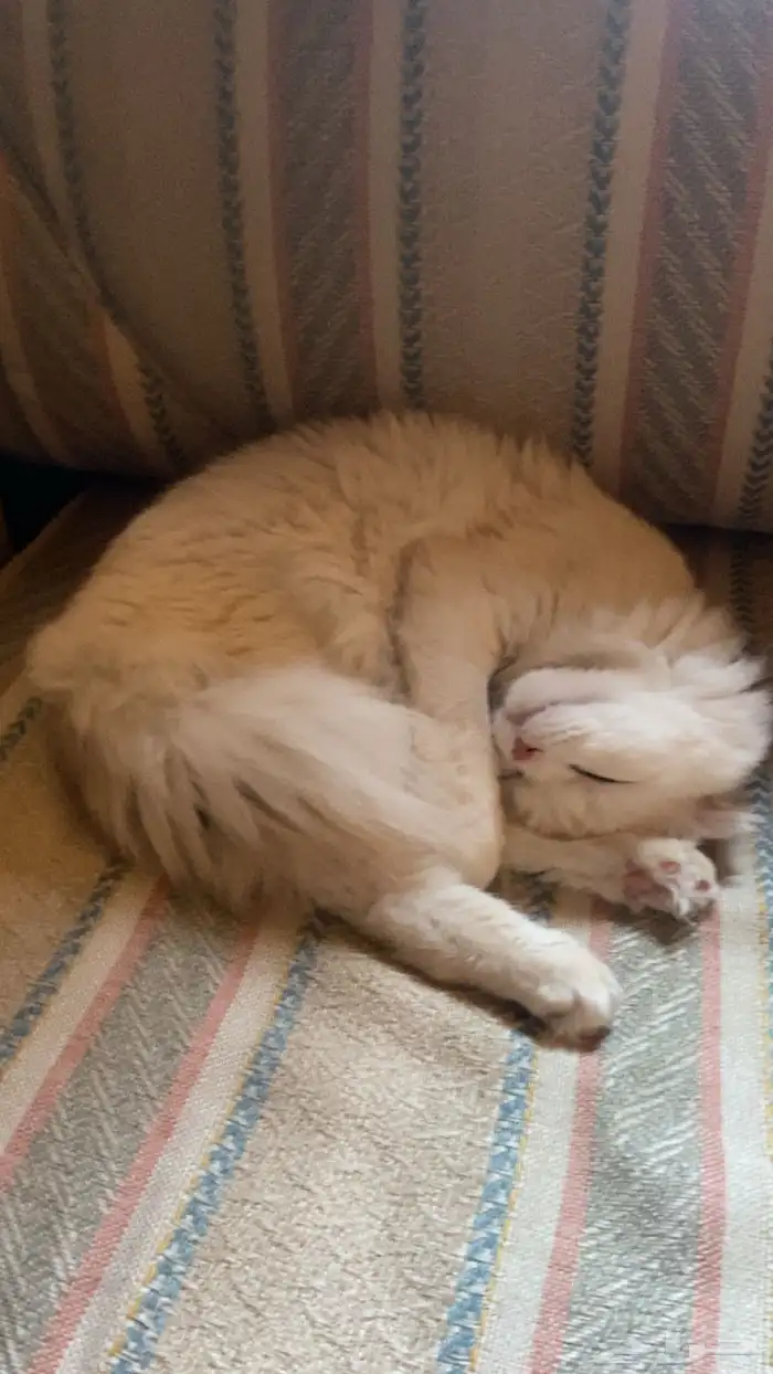 قطة للتبني 8