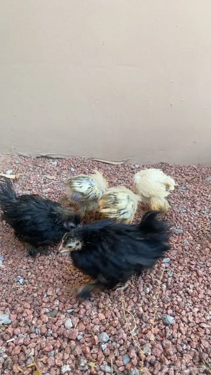 صوص براهم العمر شهر إلى شهرين ونص الصحه شرط على السوم 1