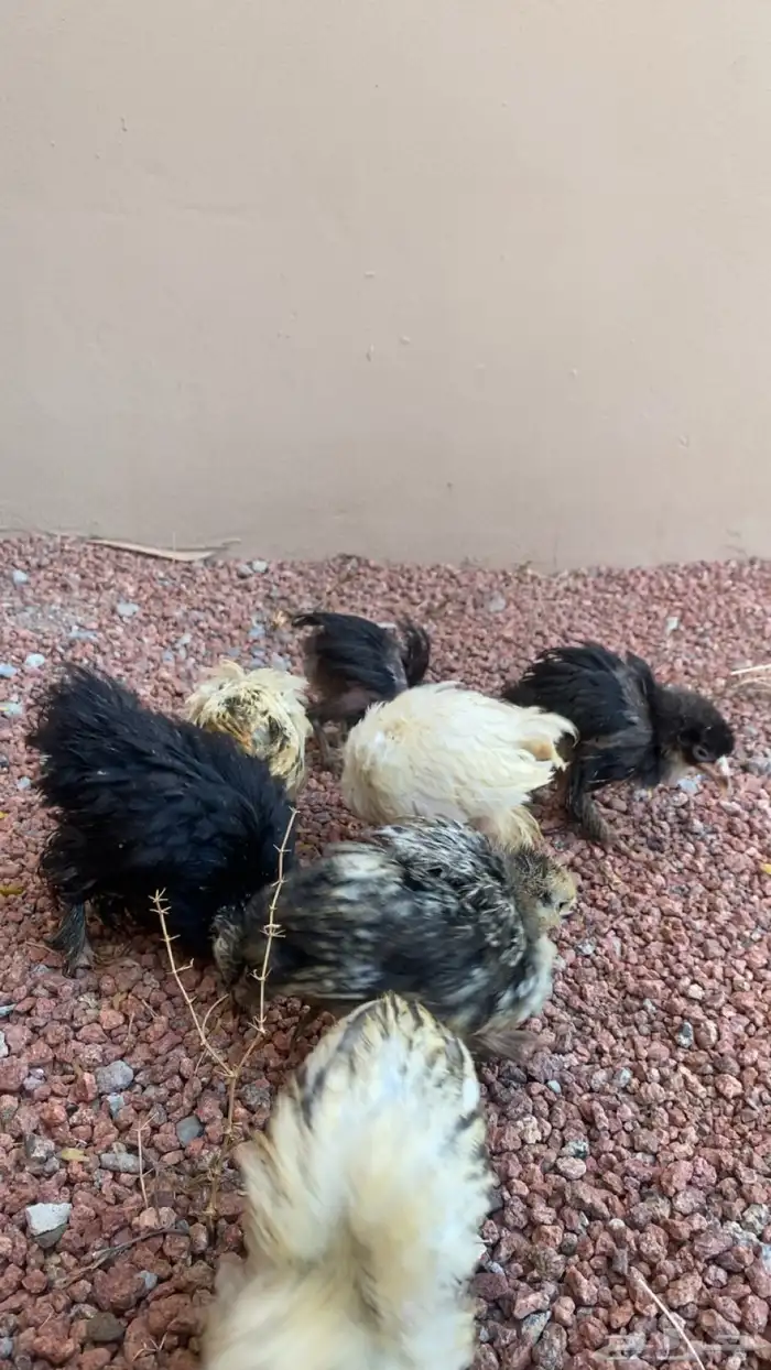 صوص براهم العمر شهر إلى شهرين ونص الصحه شرط على السوم 3