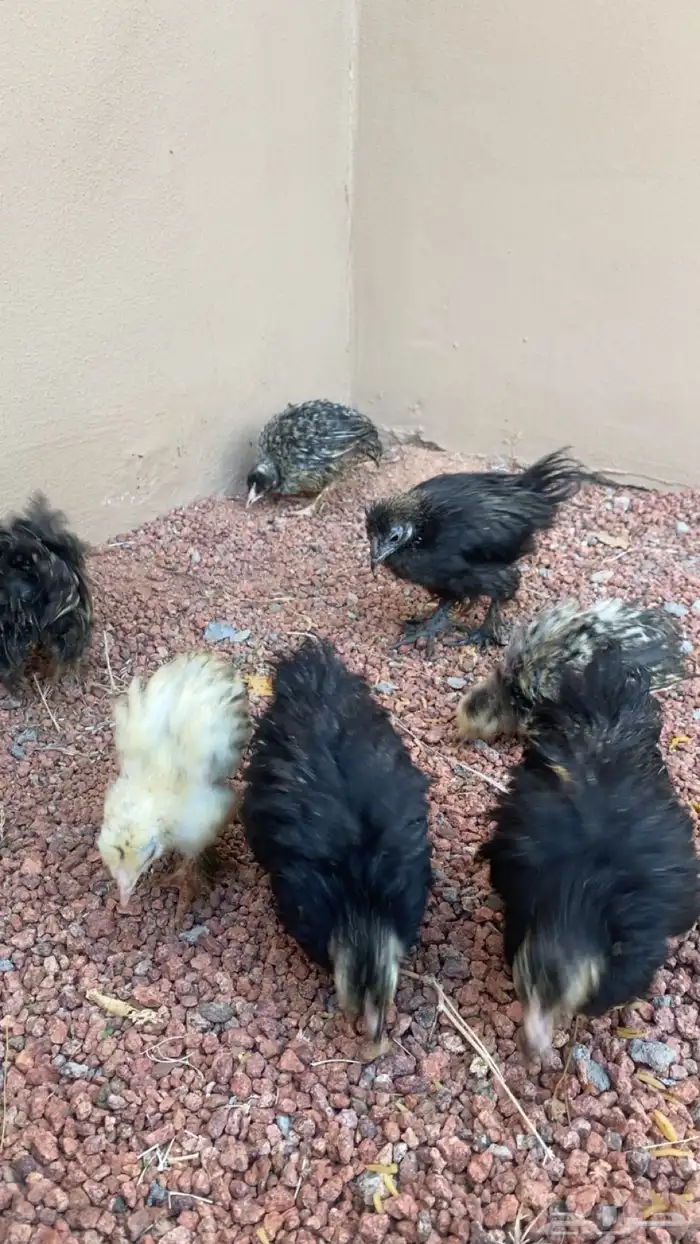 صوص براهم العمر شهر إلى شهرين ونص الصحه شرط على السوم 2