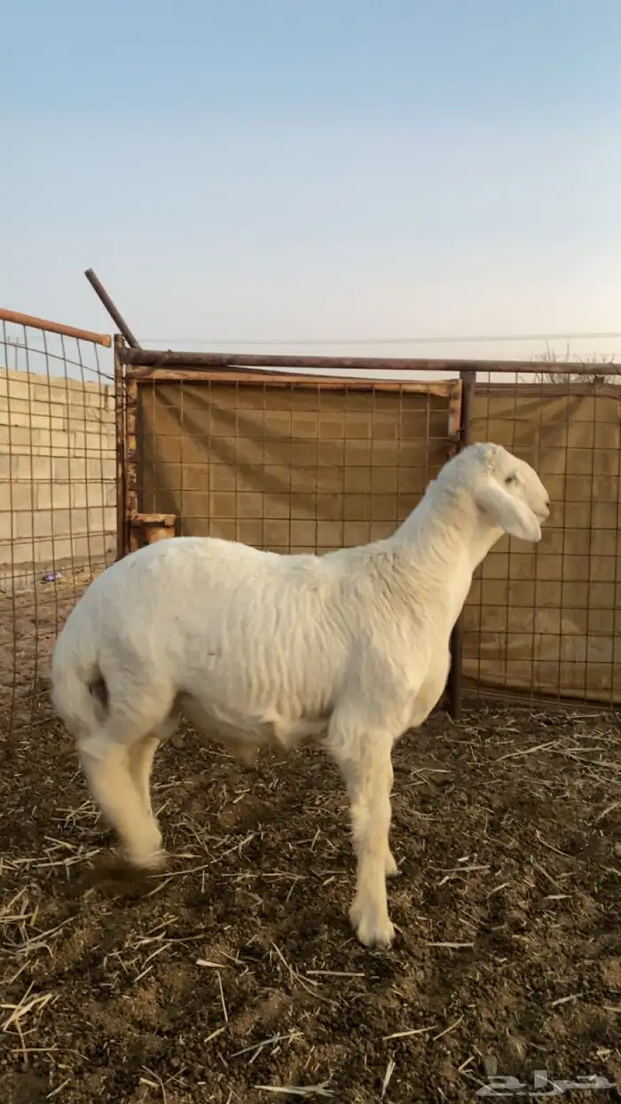 طلي حري رقم 1 1