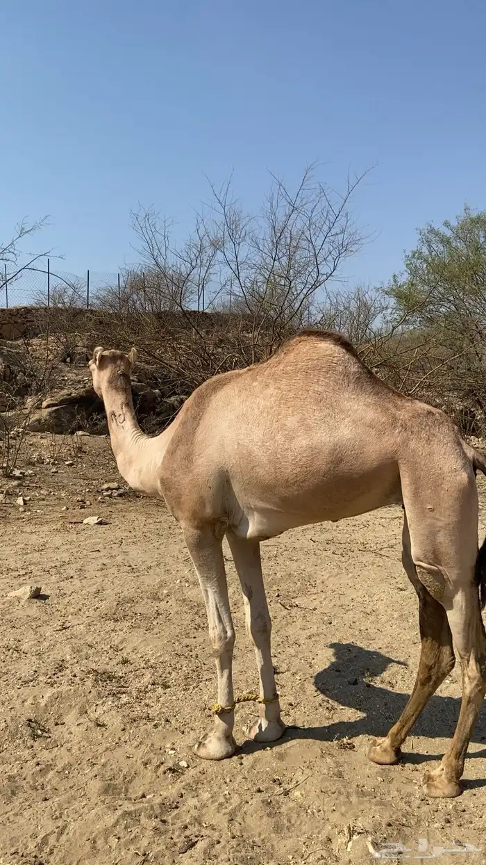 بكرهرباع للبيع 0