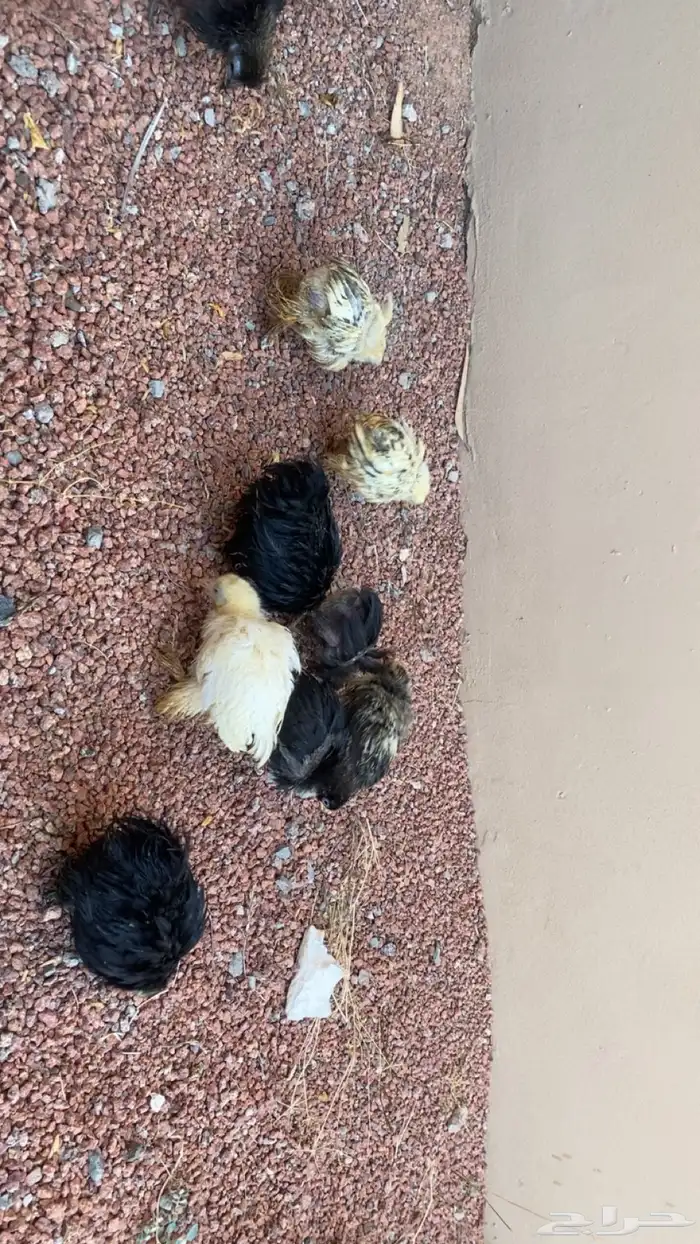 صوص براهم العمر شهر إلى شهرين ونص الصحه شرط على السوم 4