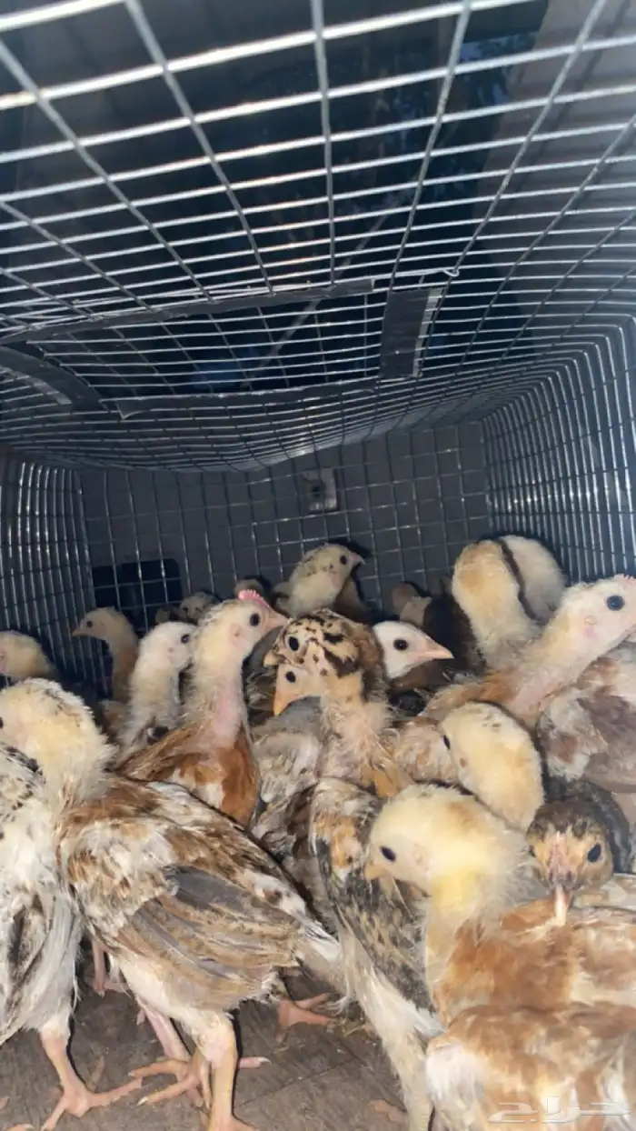 صوص دجاج العدد 190 محصنه 2