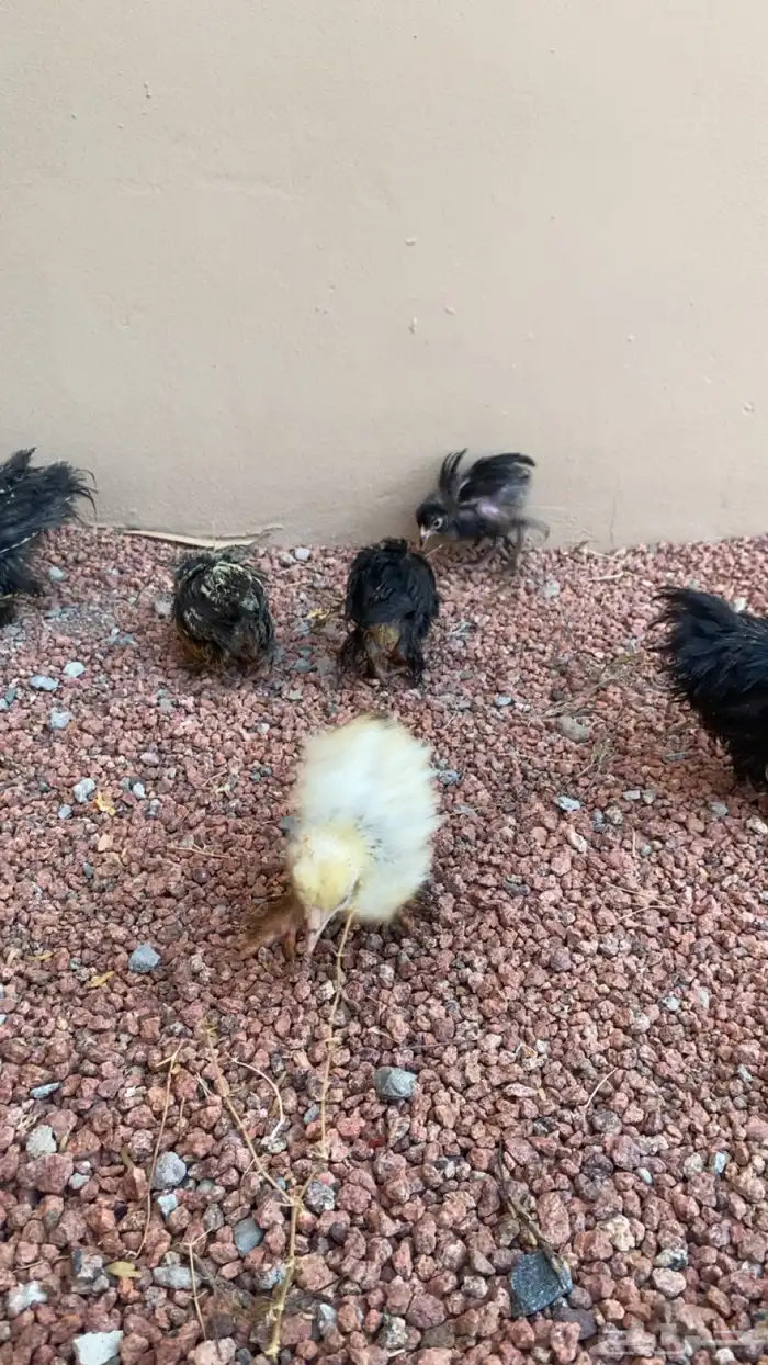 صوص براهم العمر شهر إلى شهرين ونص الصحه شرط على السوم 0