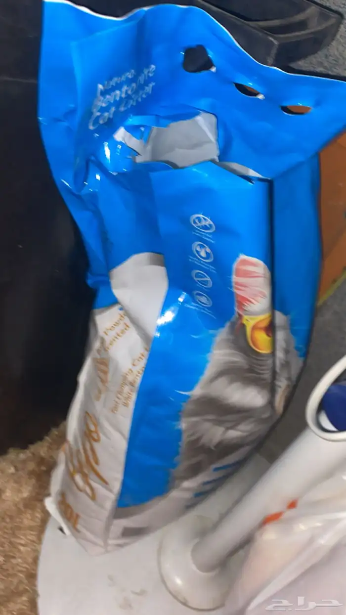 قطة للتبني 1