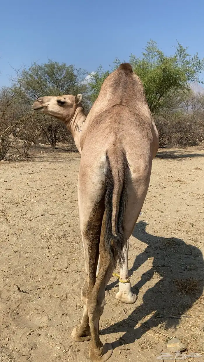 بكرهرباع للبيع 3