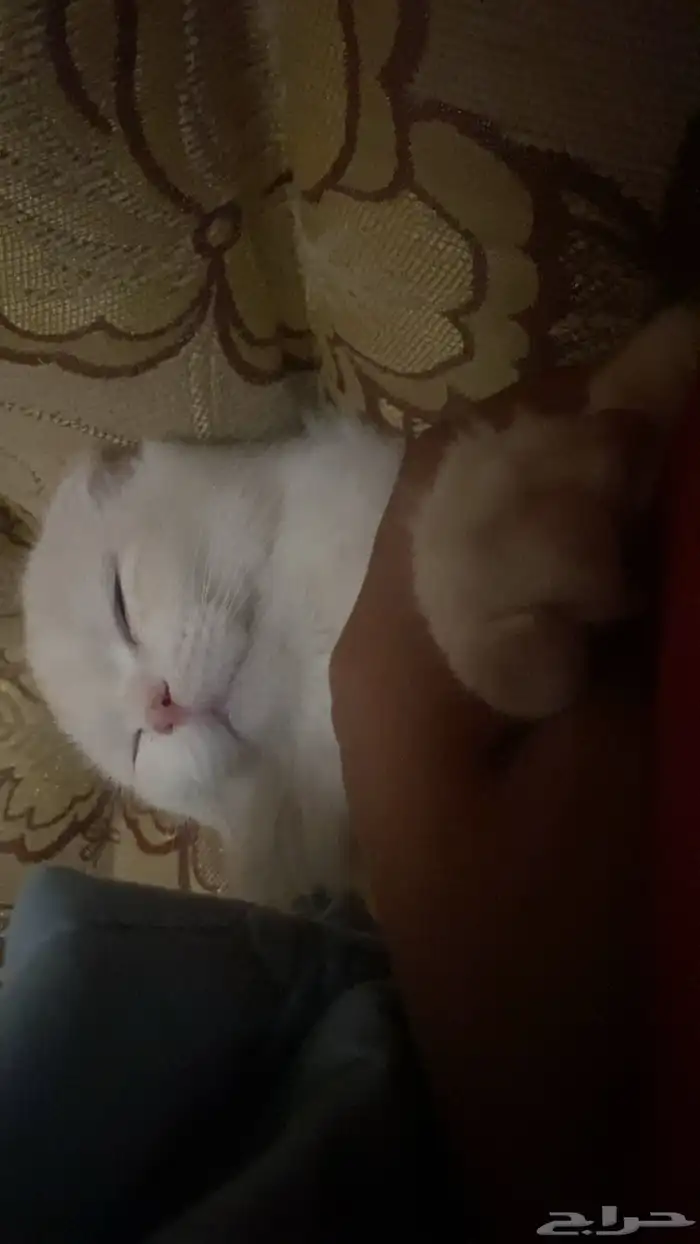 قطة للتبني 14