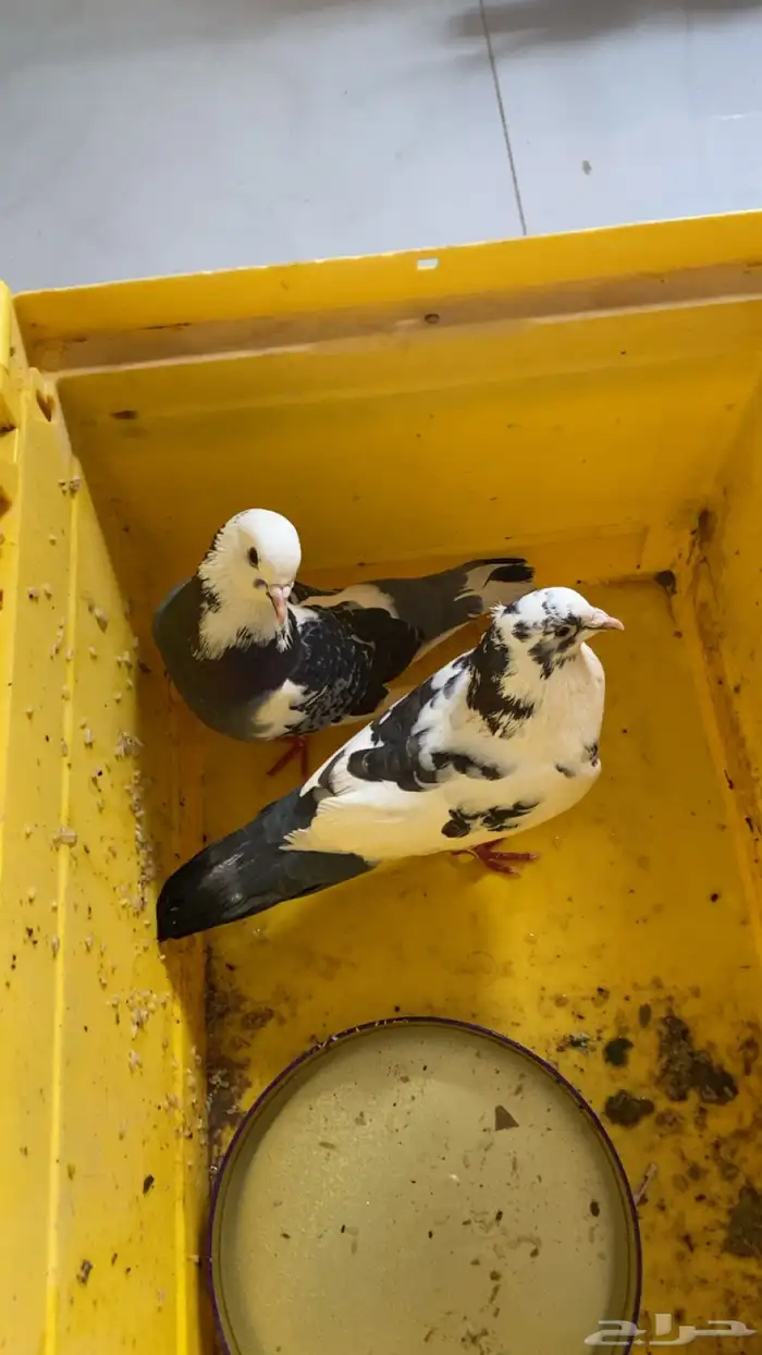 حمام للبيع على السوم 0