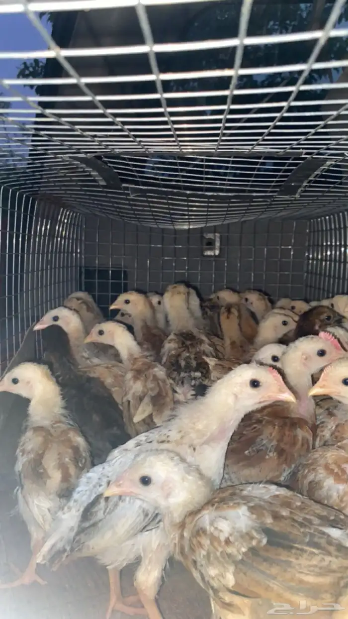 صوص دجاج محصنه جاهزه 1