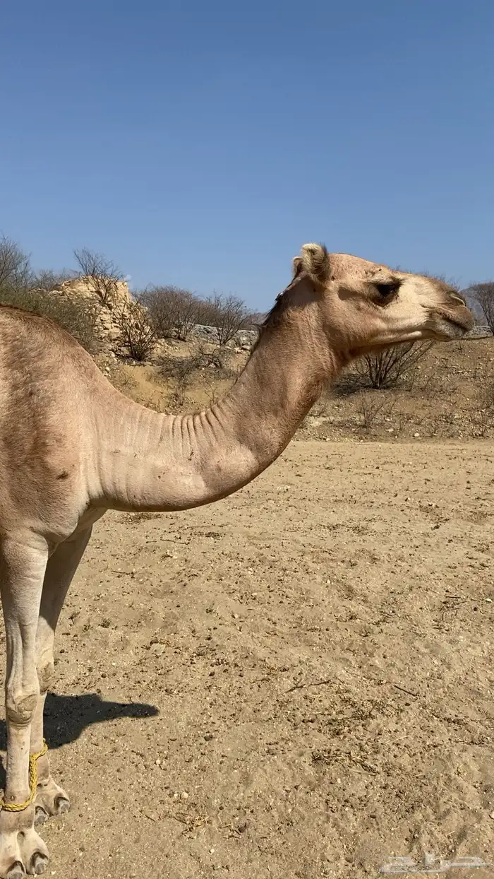 بكرهرباع للبيع 2