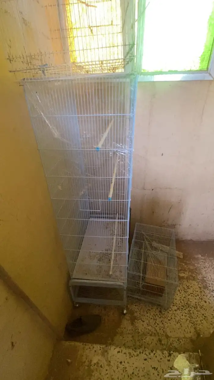 شبك أخو الجديد 2