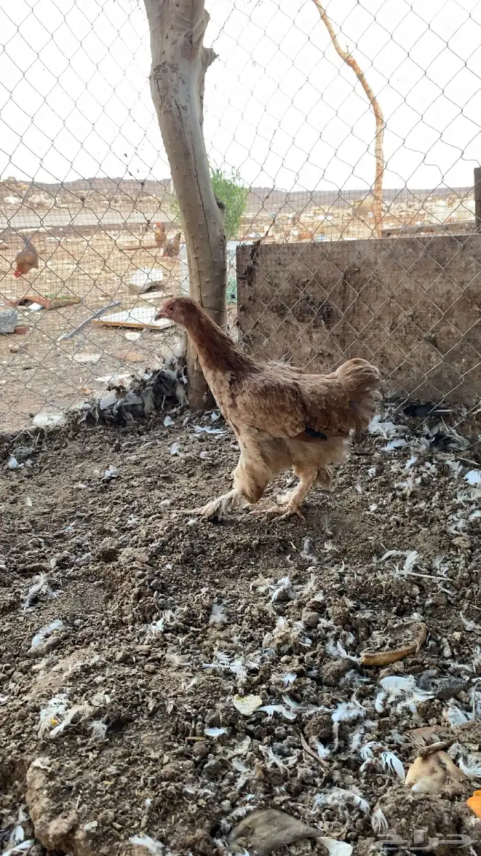 دجاجه براهما العمر 4شهور 0