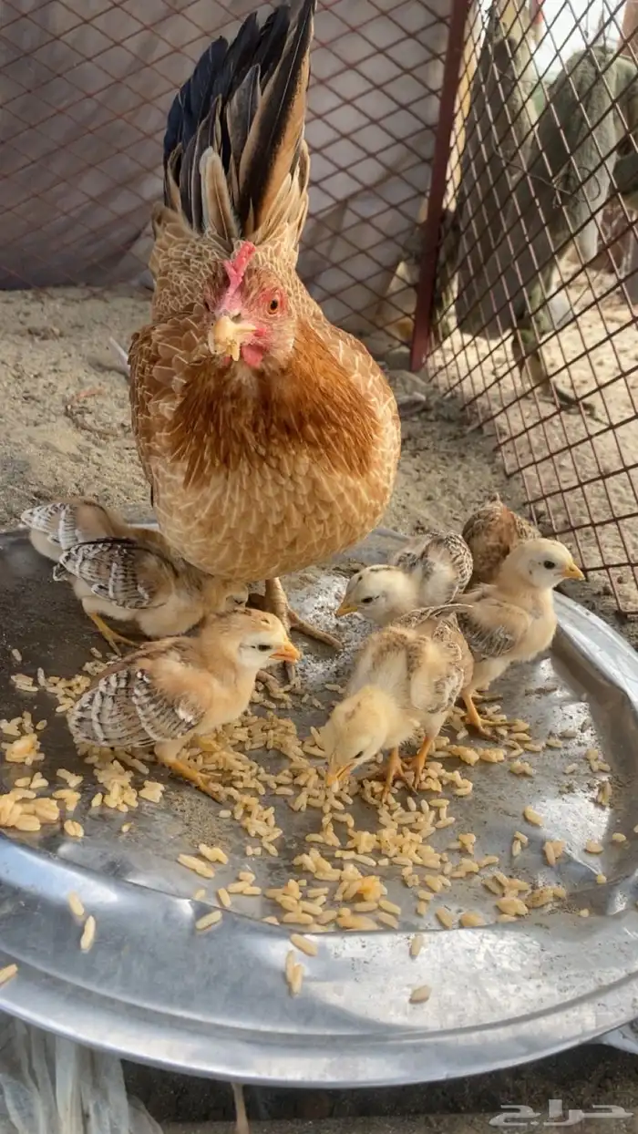 دجاجة بلدي 0