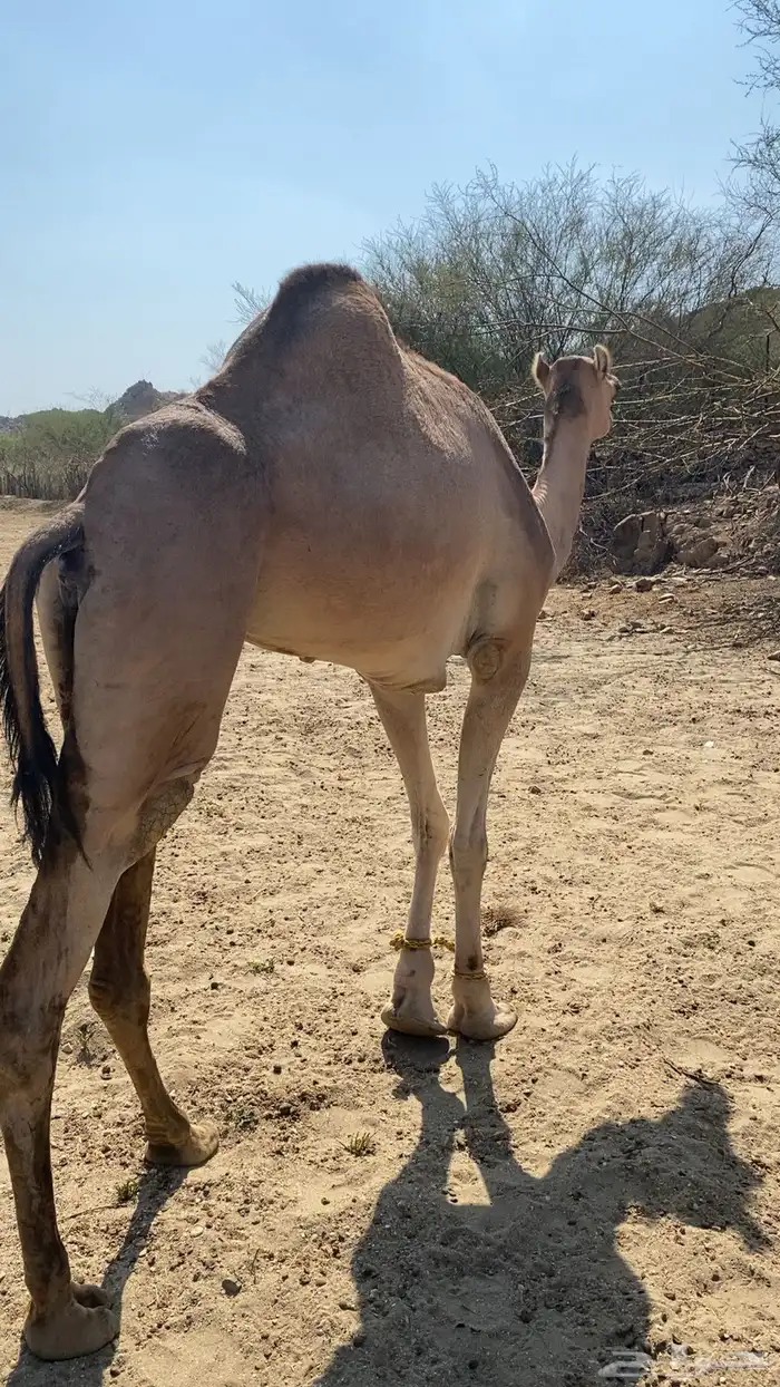 بكرهرباع للبيع 1