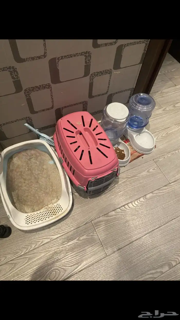 قطة للتبني 0