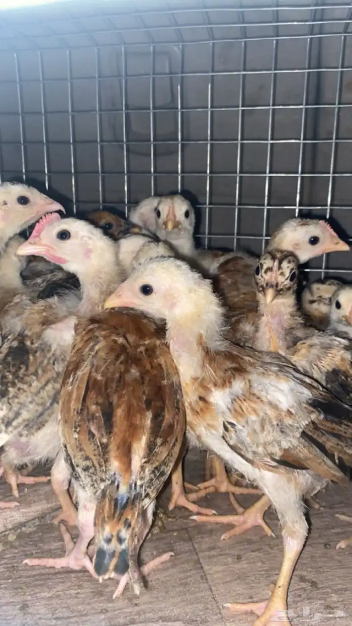 صوص دجاج عمر 3 اسابيع 0