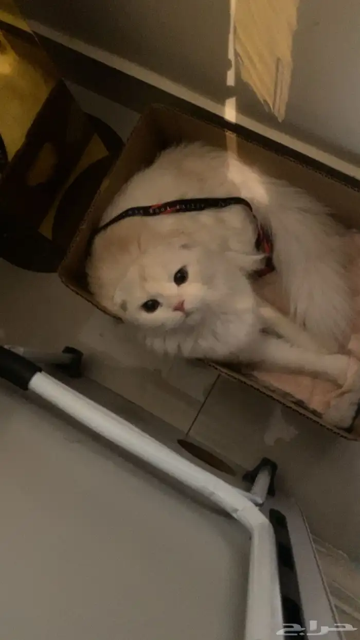 قطة للتبني 10