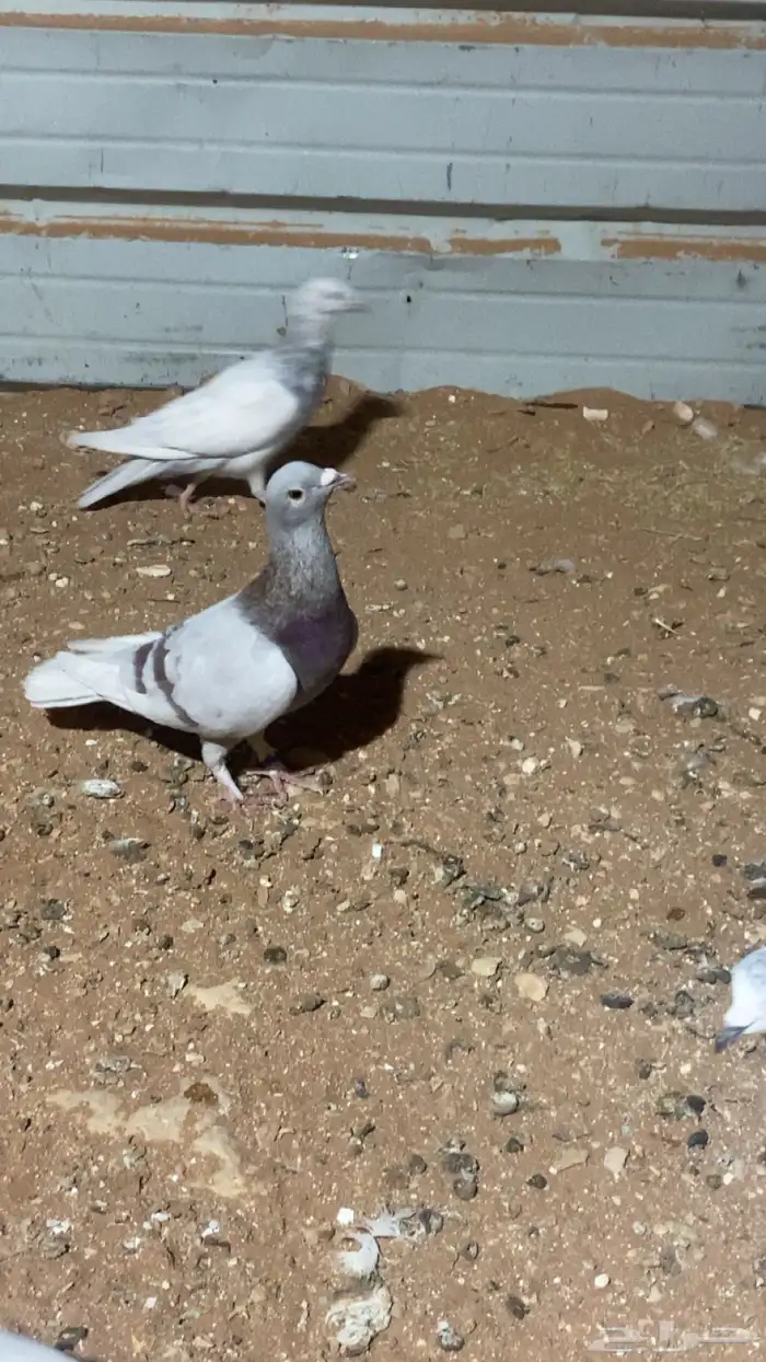 حمام سلفر و فرنسي و بكستاني 2