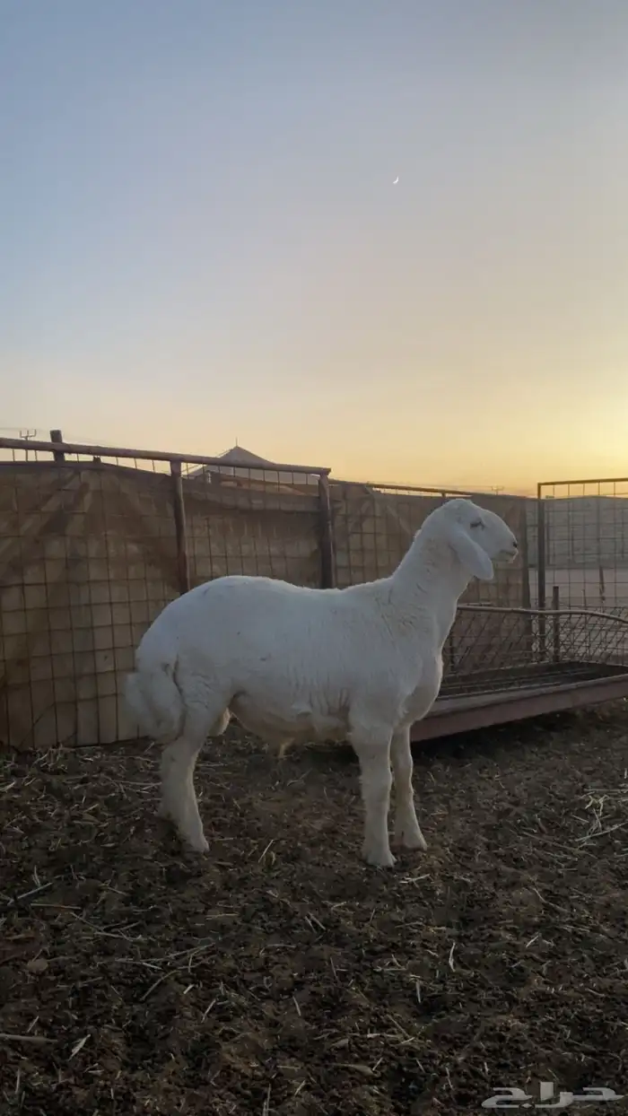 طلي حري رقم 1 3