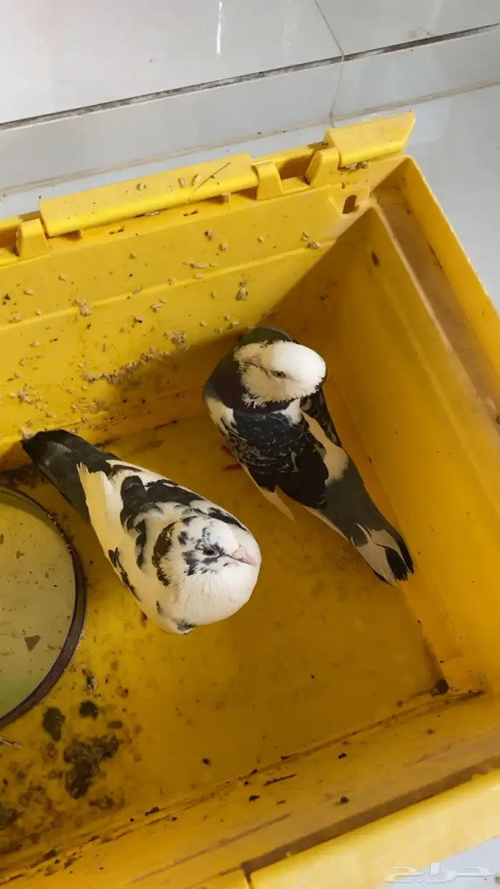 حمام للبيع على السوم 1