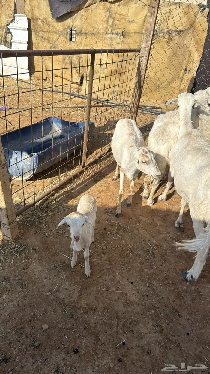 رفيده متبع 2